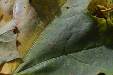 Farklı renklerdeki sonbahar yapraklarının dokusu