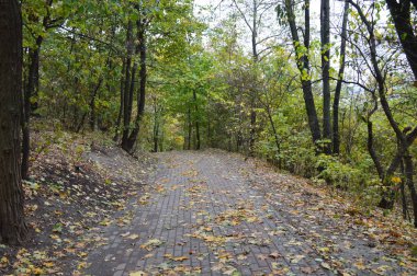 Farklı renklerdeki sonbahar yapraklarının dokusu