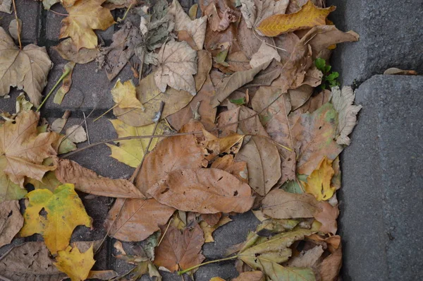 Textura de hojas de otoño de diferentes colores de primer plano — Foto de Stock