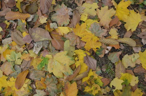 Textuur van herfstbladeren van verschillende kleuren close-up — Stockfoto