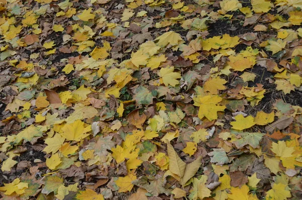 Textuur van herfstbladeren van verschillende kleuren close-up — Stockfoto