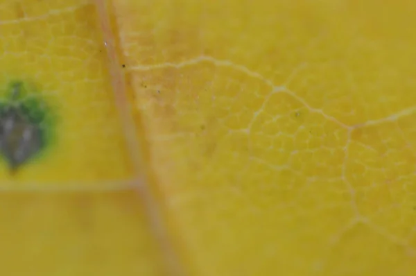 Textura de hojas de otoño de diferentes colores de primer plano — Foto de Stock