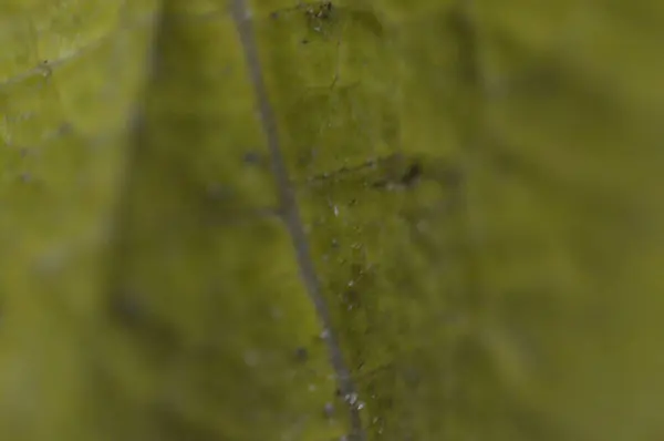 Textura de hojas de otoño de diferentes colores de primer plano — Foto de Stock