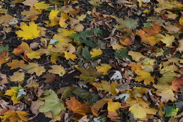 Textuur van herfstbladeren van verschillende kleuren close-up — Stockfoto