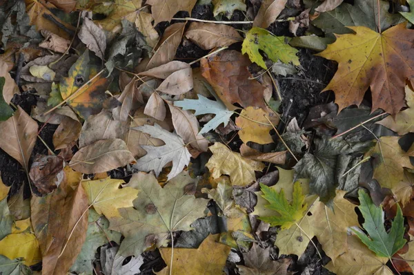 Textuur van herfstbladeren van verschillende kleuren close-up — Stockfoto