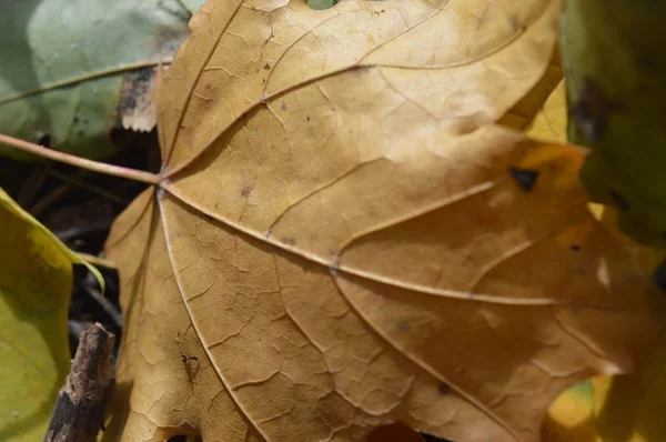 Textura podzimních listů různých barev detailní záběr — Stock fotografie