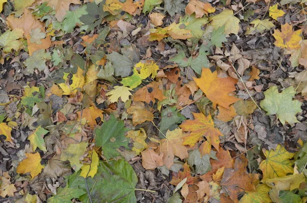 Textuur van herfstbladeren van verschillende kleuren close-up — Stockfoto