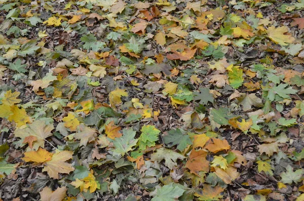 Textuur van herfstbladeren van verschillende kleuren close-up — Stockfoto