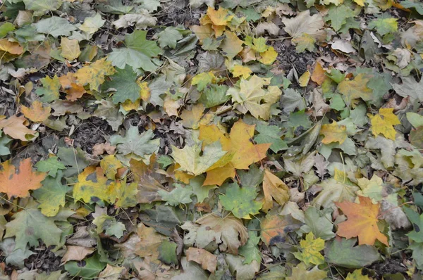 Texture di foglie autunnali di diversi colori primo piano — Foto Stock