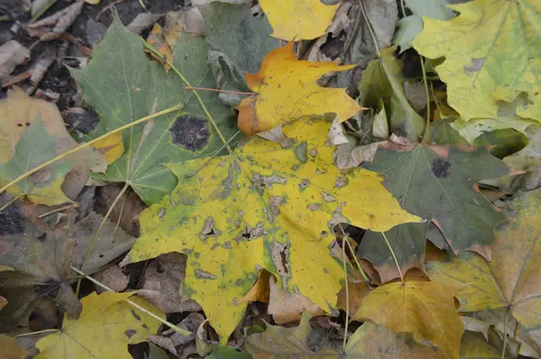 Textura de hojas de otoño de diferentes colores de primer plano —  Fotos de Stock
