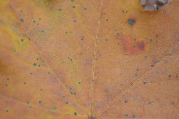 Textura podzimních listů různých barev detailní záběr — Stock fotografie