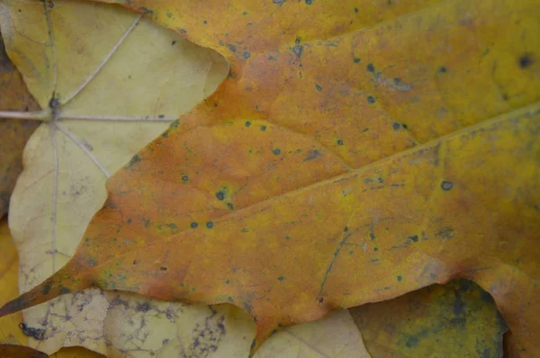 Текстура осіннього листя різних кольорів крупним планом — стокове фото