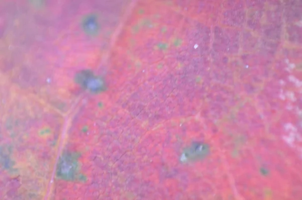 Texture des feuilles d'automne de différentes couleurs gros plan — Photo