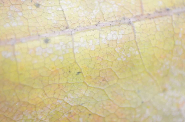 Texture des feuilles d'automne de différentes couleurs gros plan — Photo