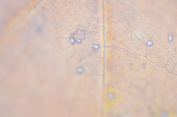 Textura de hojas de otoño de diferentes colores de primer plano — Foto de Stock