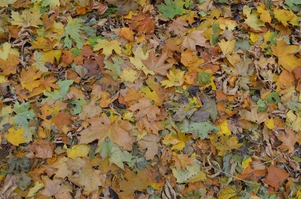 Textur av höstlöv i olika färger närbild — Stockfoto