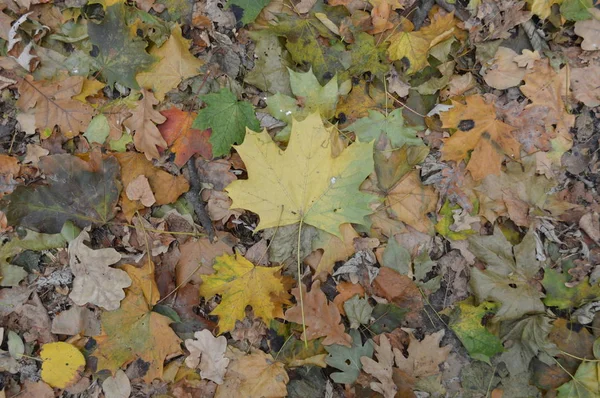 Textuur van herfstbladeren van verschillende kleuren close-up — Stockfoto