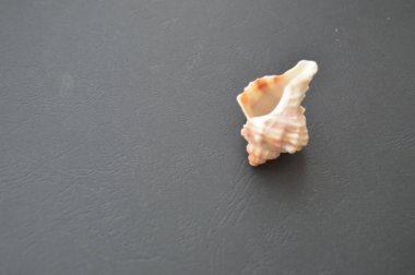 Siyah bir fotofonda çeşitli doğal nesneler var.