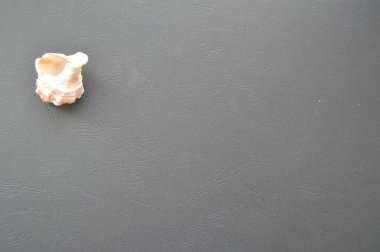 Siyah bir fotofonda çeşitli doğal nesneler var.