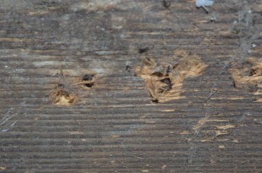 Kesilmiş kerestenin ahşap dokusu yakın çekim yapısı