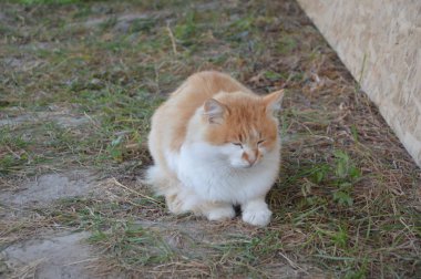 Kedi çeşitli pozisyonlarda yürür ve yalan söyler.