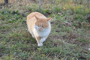 Kedi çeşitli pozisyonlarda yürür ve yalan söyler.