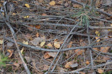 Orman ağaçları gövde ve dallar