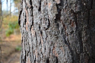 Orman ağaçları gövde ve dallar