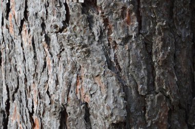 Orman ağaçları gövde ve dallar