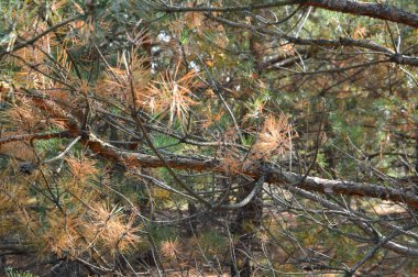 Orman ağaçları gövde ve dallar