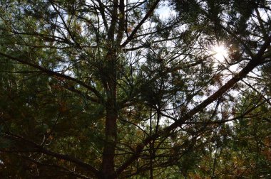 Orman ağaçları gövde ve dallar