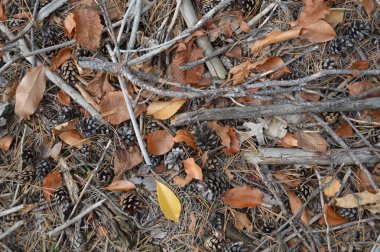 Ağaçlardan ve çalılardan düşen sonbahar yaprakları