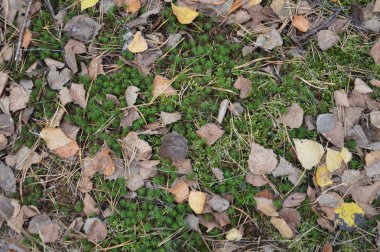 Ağaçlardan ve çalılardan düşen sonbahar yaprakları