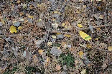 Ağaçlardan ve çalılardan düşen sonbahar yaprakları