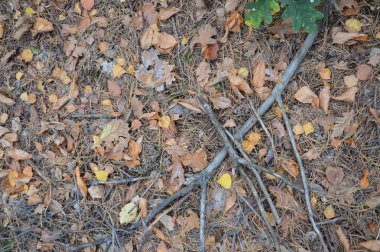 Ağaçlardan ve çalılardan düşen sonbahar yaprakları