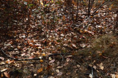 Ağaçlardan ve çalılardan düşen sonbahar yaprakları