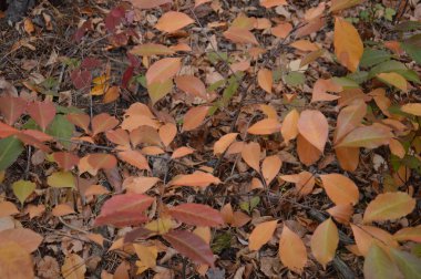 Sonbahar yaprakları ve farklı renkte çalılar.