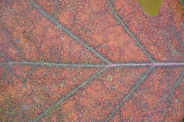 Sonbahar yaprakları ve farklı renkte çalılar.