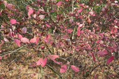 Sonbahar yaprakları ve farklı renkte çalılar.