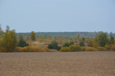 Tarla hasat edilen mısırlar.