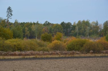 Tarla hasat edilen mısırlar.