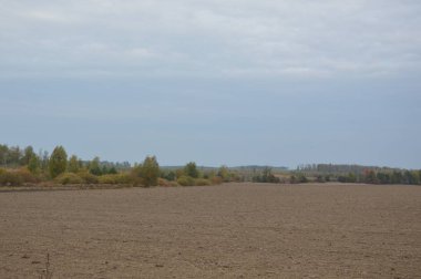 Tarla hasat edilen mısırlar.