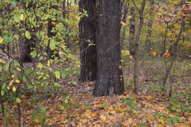 Tarla hasat edilen mısırlar.