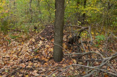 Tarla hasat edilen mısırlar.