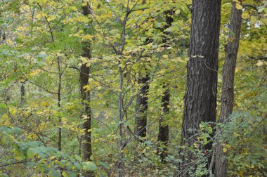 Tarla hasat edilen mısırlar.