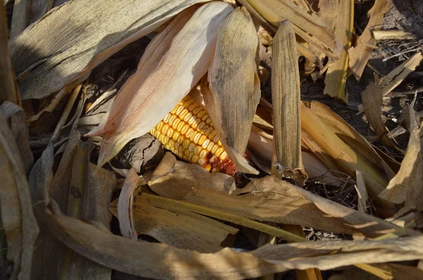 Kachan és takarmánymag őszi kukoricából — Stock Fotó