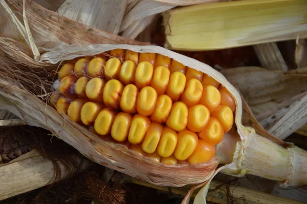 Kachan e sementes de milho forrageiro de outono — Fotografia de Stock