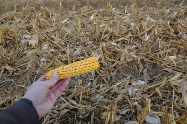 Kachan és takarmánymag őszi kukoricából — Stock Fotó