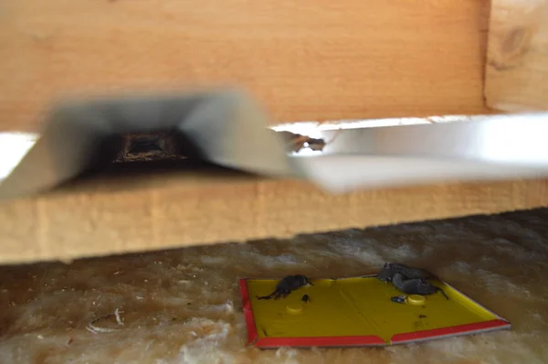 La desinfección de ratones de campo está atrapada en una ratonera — Foto de Stock
