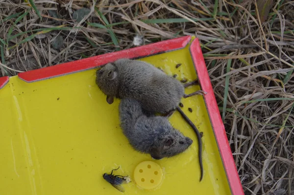 Disinfection of field mice is caught in a mousetrap